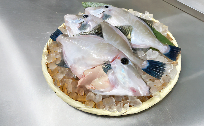 ウマヅラハギ 2～3尾入り 1kg分 12月～4月配送（淡路島由良産/活じめ/下処理済み） 海鮮 鮮魚 冷蔵配送 兵庫県 洲本市 淡路島