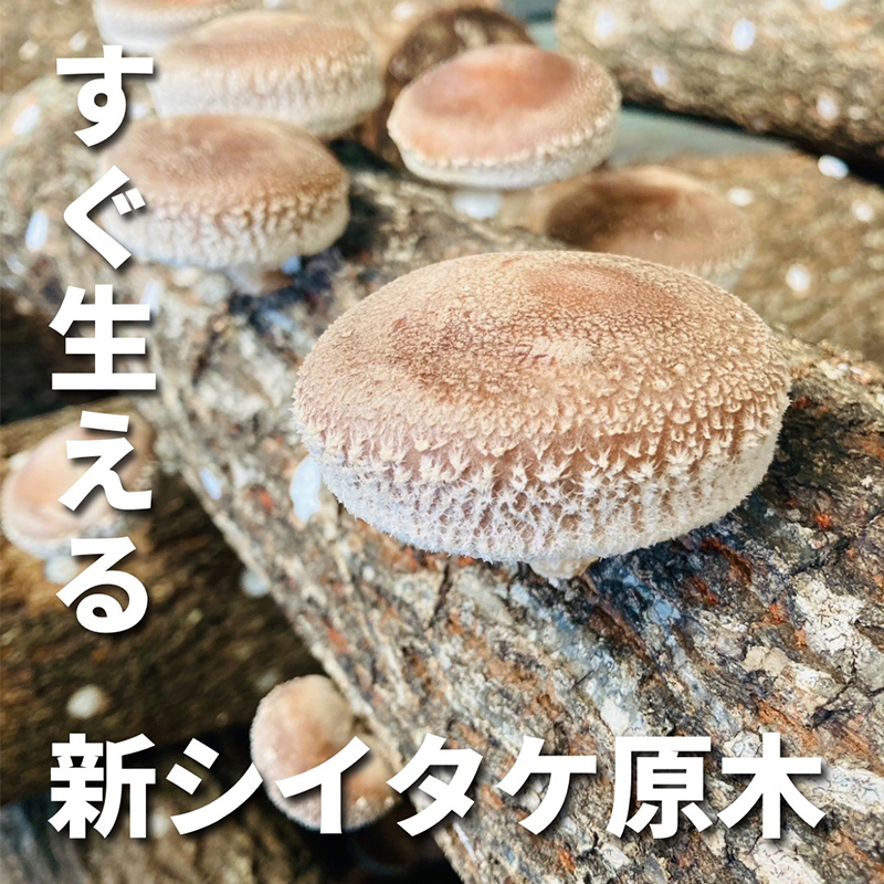 すぐ生える しいたけ 栽培用 原木 （ ホダ木 ） 2本 セット 栽培 栽培キット 兵庫県 洲本市 淡路島