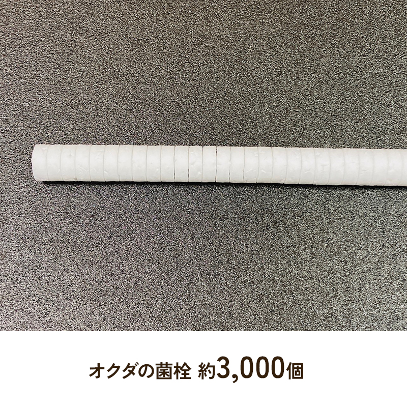 初心者用 しいたけ 栽培キット お手軽 植菌棒+錐+発砲栓 栽培 兵庫県 洲本市 淡路島