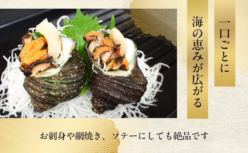 天然 活アワビとサザエ（ アワビ 2～3個入り / サザエ 4～5個入） 刺身 貝 海鮮 BBQ 冷蔵配送 兵庫県 洲本市 淡路島