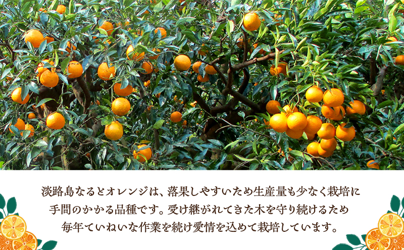 予約受付 淡路島 なると オレンジジュース ＆ ジュレ セット オレンジ 100% ストレートジュース ジュース 柑橘 兵庫県 洲本市