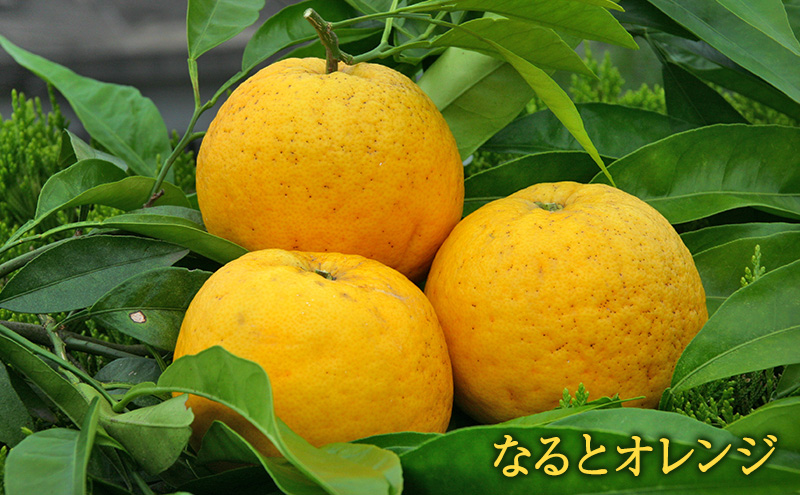 あわじ オレンジ スティック 8箱入り チョコ オランジェット スイーツ お菓子 菓子 兵庫県 洲本市 淡路島