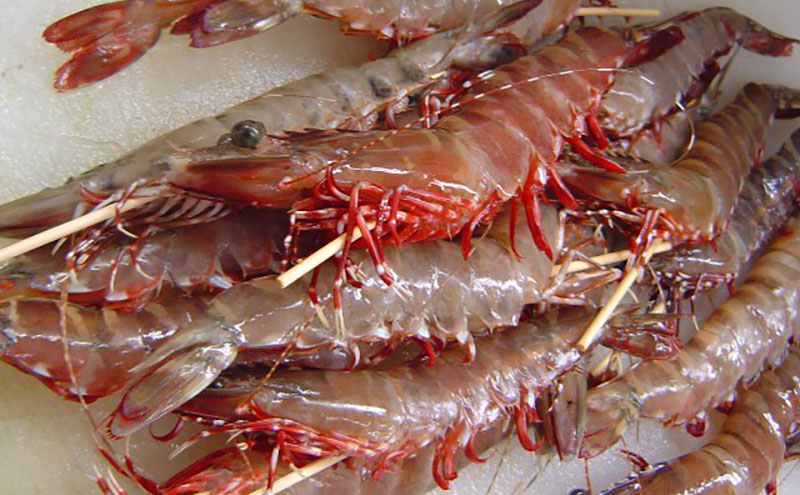 天然 アシアカエビ 淡路島 由良産 氷〆 400g 10月～5月配送 えび 足赤エビ 天然えび 魚介 冷蔵配送 兵庫県 洲本市