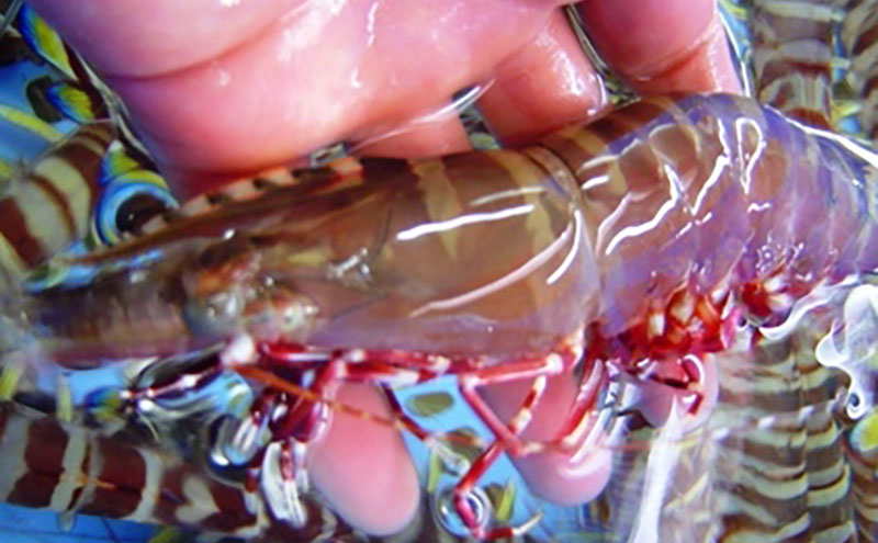 天然 アシアカエビ 淡路島 由良産 氷〆 1.2kg 10月～5月配送 えび 足赤エビ 天然えび 魚介 冷蔵配送 兵庫県 洲本市