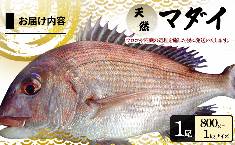 天然 まだい 1尾 ウロコ内臓処理済み 淡路島 由良産 真鯛 鯛 お頭 刺身 冷蔵配送 兵庫県 洲本市