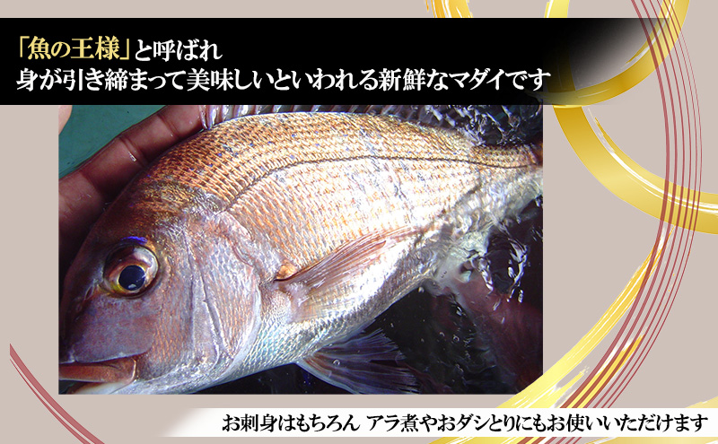 天然 まだい 1尾 お刺身用 短冊処理済み 淡路島 由良産 人数の目安：3～4人前 真鯛 鯛 刺身 冷蔵配送 兵庫県 洲本市