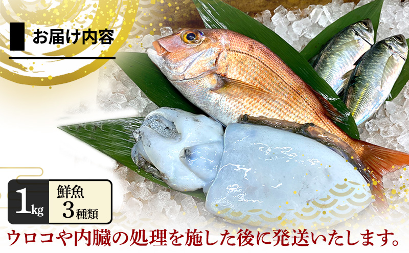 淡路島由良港の朝獲れ 鮮魚セット 2人前 魚セット 詰め合わせ 魚 鮮魚 魚介類 兵庫県 洲本市 淡路島