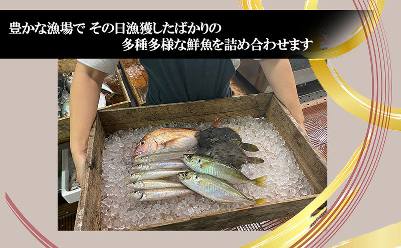 淡路島由良港の朝獲れ 鮮魚セット 2人前 魚セット 詰め合わせ 魚 鮮魚 魚介類 兵庫県 洲本市 淡路島