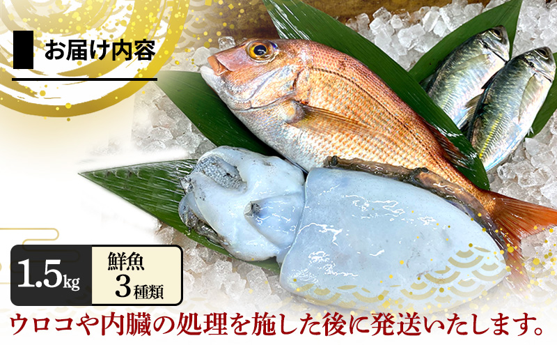 淡路島由良港の朝獲れ 鮮魚セット 2人前 プレミアム 魚セット 詰め合わせ 魚 鮮魚 魚介類 兵庫県 洲本市 淡路島