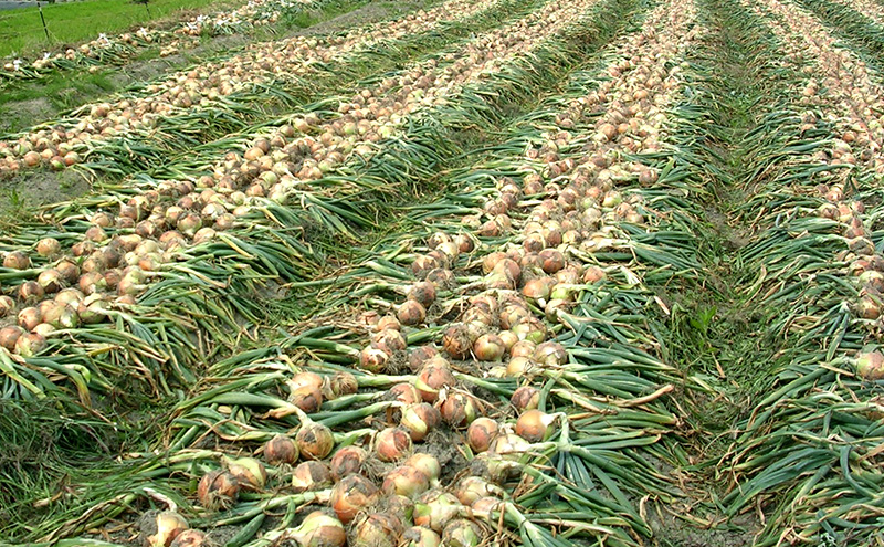 ふれあい市の会 つり玉ねぎ 5kg 淡路島 玉ねぎ タマネギ 野菜 旬の野菜 季節の野菜 兵庫県 洲本市 淡路島