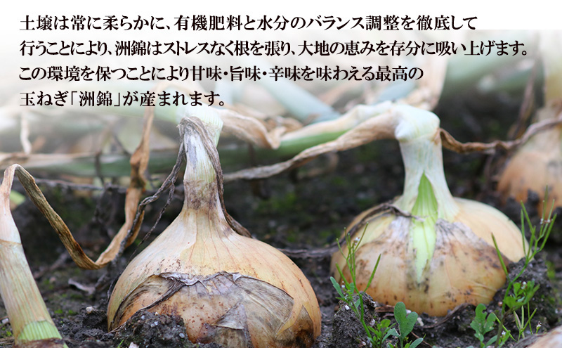 予約受付 10kg 新玉ねぎ オリジナルブランド 洲錦 (しまにしき) 商標登録商品 玉ねぎ タマネギ 野菜 旬の野菜 季節の野菜 兵庫県 洲本市 淡路島