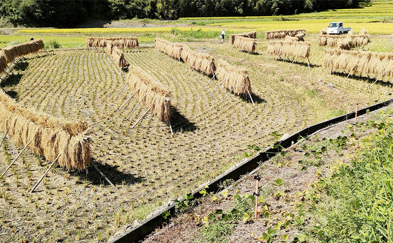 天日干し コシヒカリ 10kg 米 お米 精米 白米 兵庫県 洲本市 淡路島