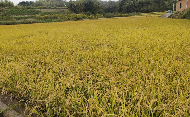 ヒノヒカリ 10kg 米 お米 精米 白米 兵庫県 洲本市 淡路島