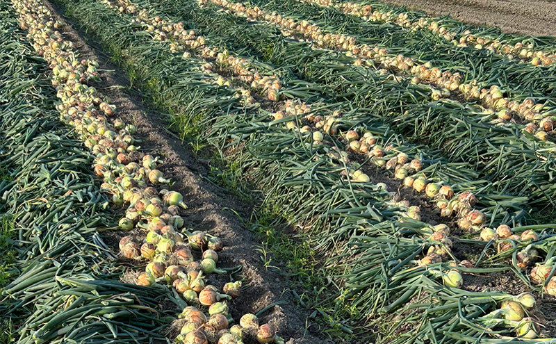 淡路島産 玉ねぎ 4kg たまねぎ タマネギ 甘い 野菜 旬の野菜 季節の野菜 兵庫県 洲本市 淡路島