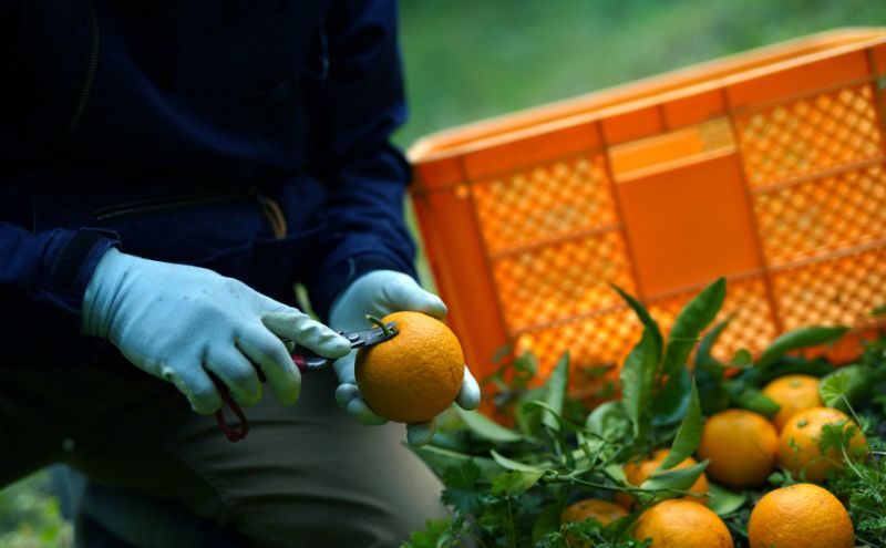 淡路島 なるとオレンジ 100% ジュウース 2本 セット オレンジ ジュース オレンジジュース 100％ジュース フルーツ 兵庫県 洲本市