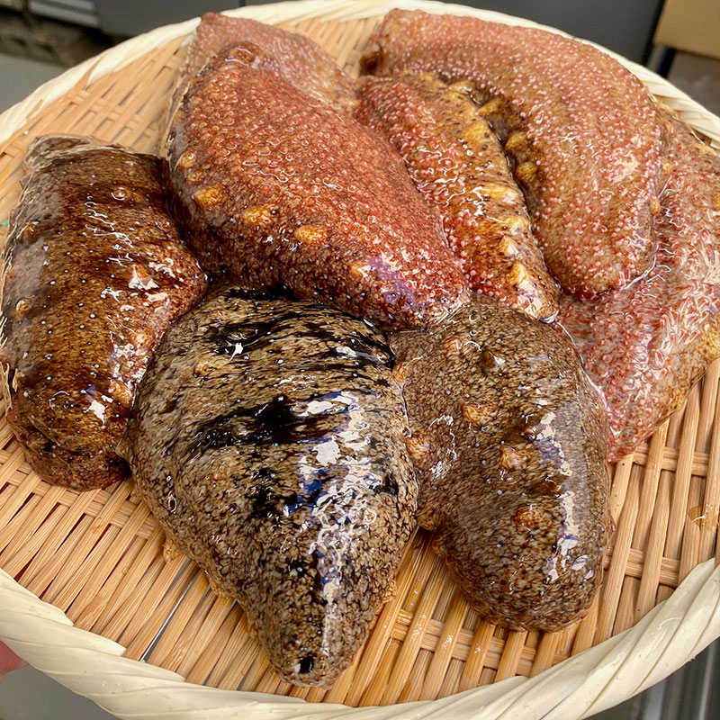 淡路島産 活 赤なまこ 2～6個入り 800g なまこ ナマコ 生食用 兵庫県 洲本市 淡路島