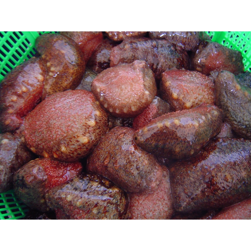 淡路島産 活 赤なまこ 3～8個入り1.5kg なまこ ナマコ 生食用 兵庫県 洲本市 淡路島