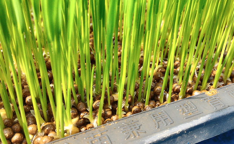 令和7年度産 淡路島 ど真ん中米 ヒノヒカリ 10kg 米 精米 精白米 鮎原米 兵庫県 洲本市 淡路島