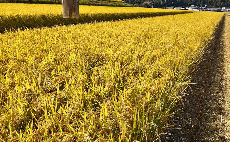 令和7年度産 淡路島 ど真ん中米 ヒノヒカリ 10kg 米 精米 精白米 鮎原米 兵庫県 洲本市 淡路島