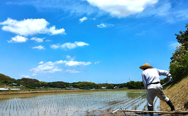 令和7年度産 淡路島 ど真ん中米 ヒノヒカリ 10kg 米 精米 精白米 鮎原米 兵庫県 洲本市 淡路島