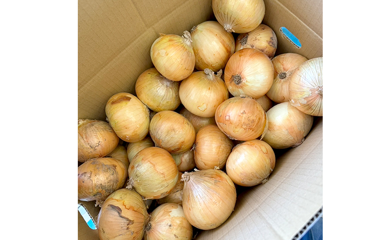 淡路島産 たまねぎ 10kg 玉ねぎ 玉葱 タマネギ 甘い 野菜 兵庫県 洲本市 淡路島