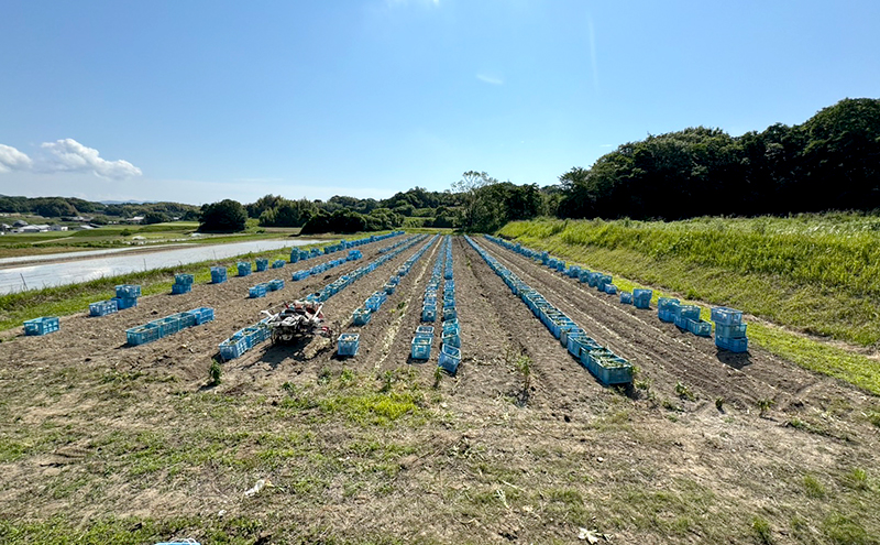 淡路島産 たまねぎ 10kg 玉ねぎ 玉葱 タマネギ 甘い 野菜 兵庫県 洲本市 淡路島