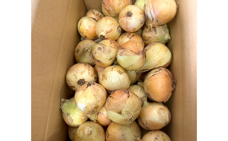 淡路島産 新たまねぎ 5kg 新玉ねぎ 玉ねぎ 玉葱 タマネギ 甘い 兵庫県 洲本市 淡路島