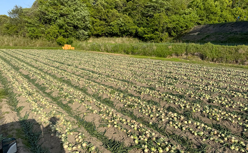 淡路島産 新たまねぎ 5kg 新玉ねぎ 玉ねぎ 玉葱 タマネギ 甘い 兵庫県 洲本市 淡路島