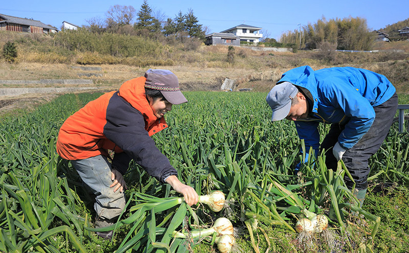 淡路島産 新玉ねぎ 10kg うしろ農園 極早生 玉ねぎ 玉葱 タマネギ 甘い 野菜 兵庫県 洲本市 淡路島