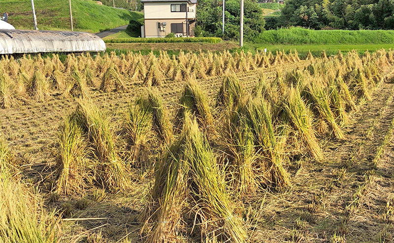 淡路島 うしろ農園のおいしいお米 精米 10kg 3品種のどれかが届く ふるさとの味 イクヒカリ キヌヒカリ ヒノヒカリ 米 お米 ブランド米 兵庫県 洲本市