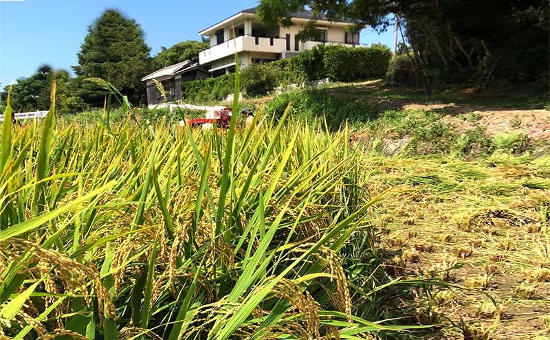 淡路島 うしろ農園のおいしいお米 精米 10kg 3品種のどれかが届く ふるさとの味 イクヒカリ キヌヒカリ ヒノヒカリ 米 お米 ブランド米 兵庫県 洲本市