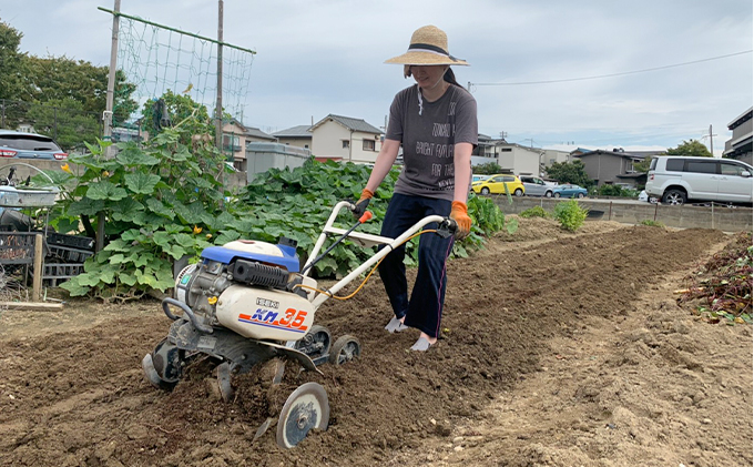 紅はるか伊丹の干し芋 平干し芋 1kg×6袋 [ 紅はるか しっとりやわらか 分厚い カット お菓子 詰合せ サツマイモ さつまいも ]