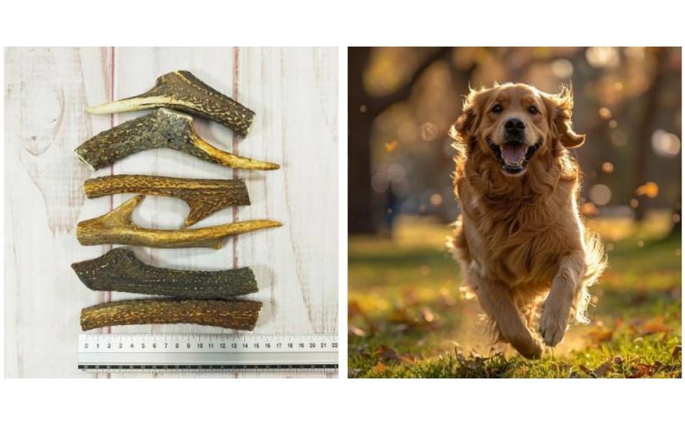 ワンちゃんの健活グッズ  シカの角 (中型犬用) 3本入り