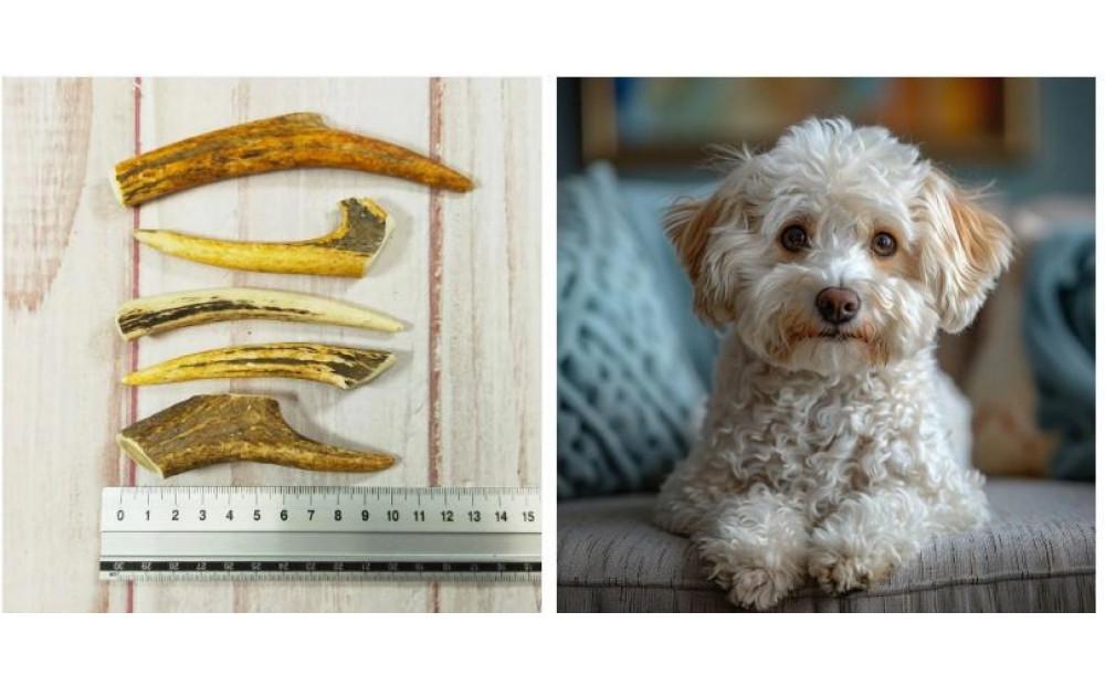 ワンちゃんの健活グッズ  シカの角 (小型犬用) 3本入り