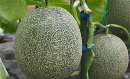 上品な甘さと香りが大好評の矢野メロン 4Lサイズ×2玉【数量限定】