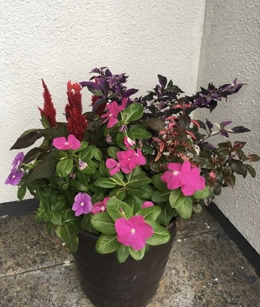 相生から季節のお花の寄植