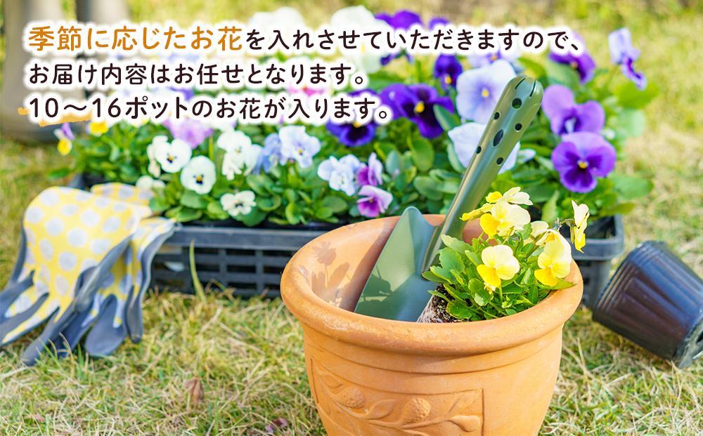 【通年受付】季節の花苗セット（10～16ポット）