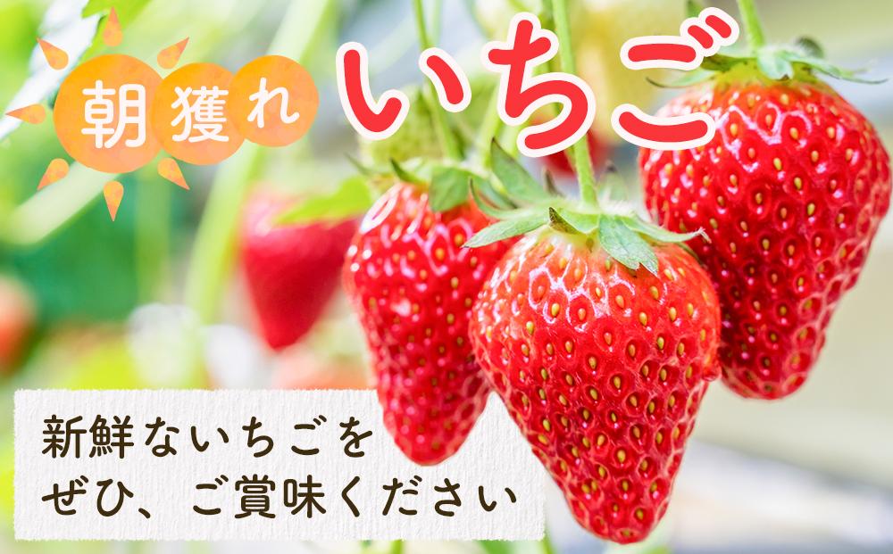 【先行受付】あいのまち相生市産　朝獲れいちご　200g×4パック（2026年2月下旬以降発送）