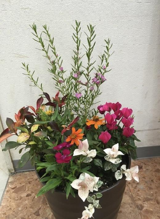 相生から季節のお花の寄植