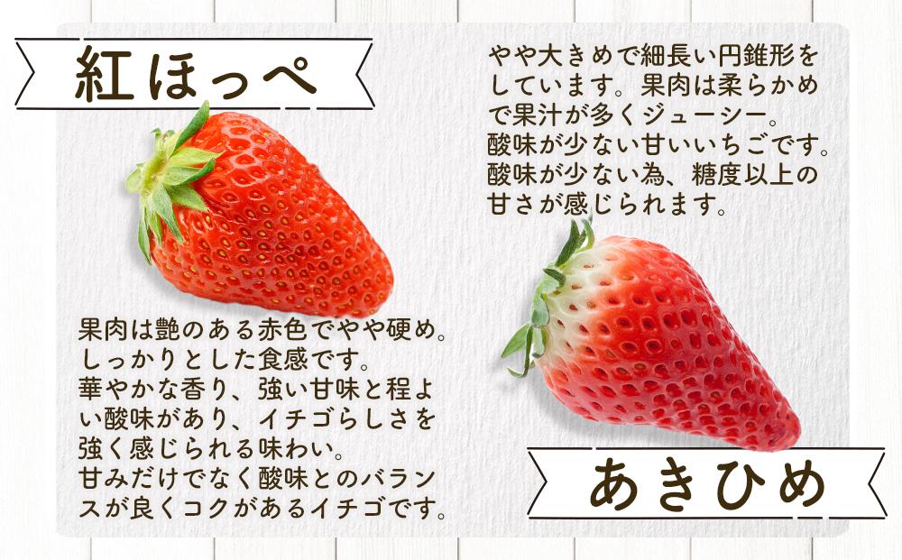 【先行受付】あいのまち相生市産　朝獲れいちご　200g×2パック（2026年2月下旬以降発送）