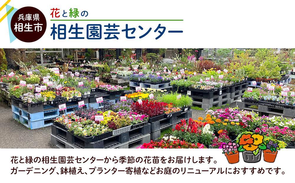 【通年受付】季節の花苗セット（10～16ポット）