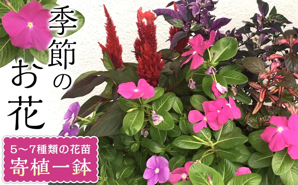 相生から季節のお花の寄植