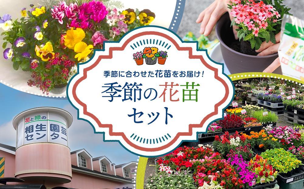 通年受付】季節の花苗セット（10～16ポット）: 相生市ANAのふるさと納税