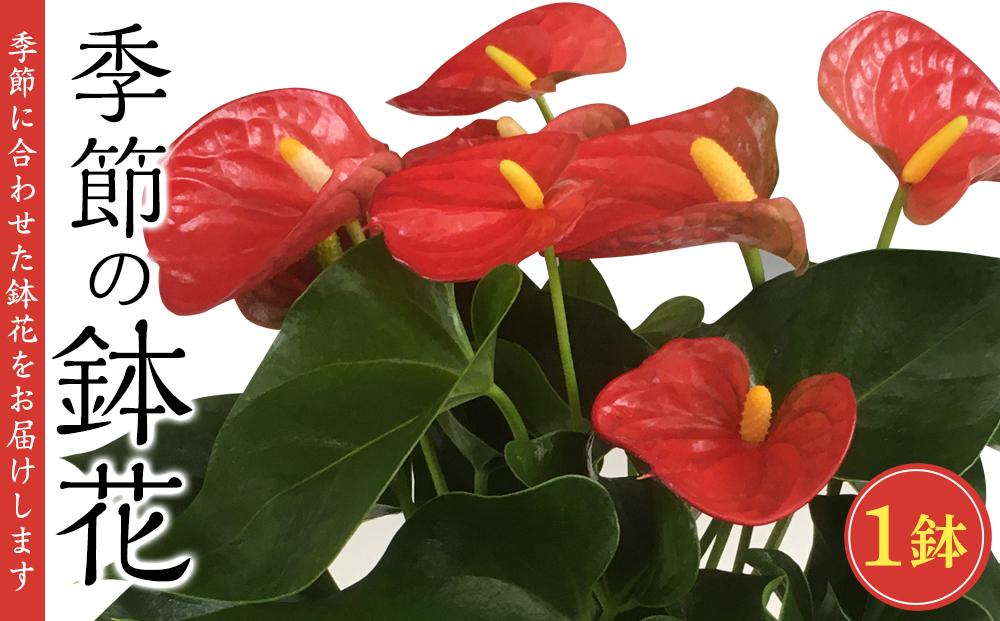 季節の鉢花