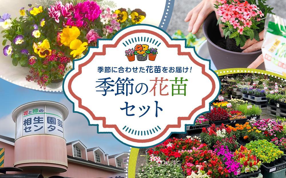 【通年受付】季節の花苗セット（10～16ポット）