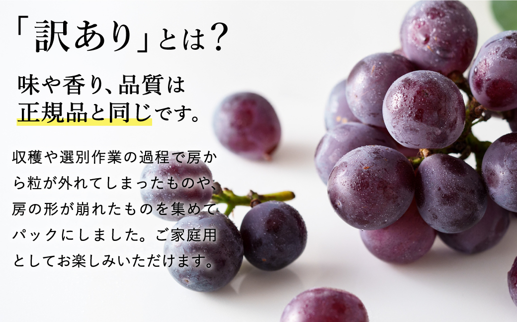 【2026年先行予約】数量限定 訳あり 豊岡ぶどう「ピオーネ」 約300g×2パック ／ ぴおーね ブドウ 葡萄 訳ありぶどう 大粒 強い甘み 爽やかな酸味 新鮮 果物 産地直送 くだもの フルーツ 上品 香り
