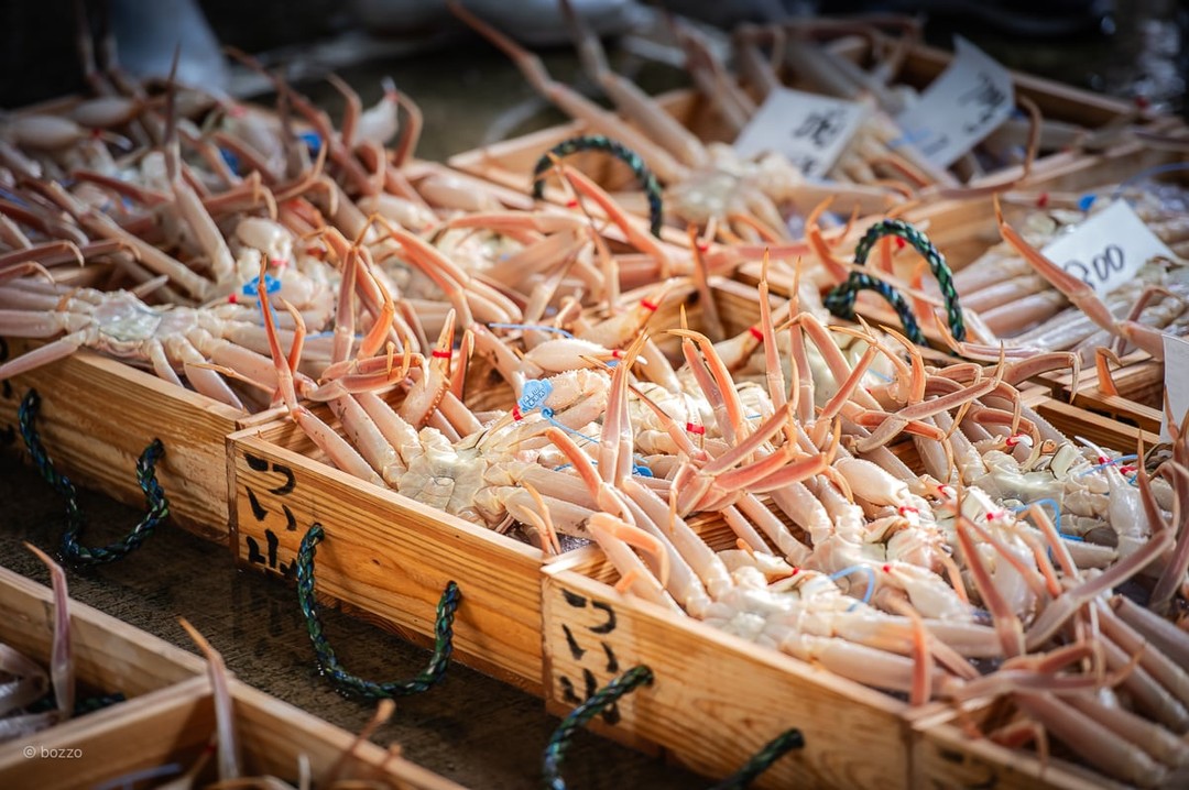 期間・数量限定 タグ付き 津居山産 松葉ガニ 1杯 / 活 900g～1kg / 新鮮 松葉がに 松葉蟹 ズワイガニ ずわいがに かに カニ 蟹 冷蔵 海鮮 お取り寄せ グルメ 兵庫県 豊岡市 津居山漁港 但馬漁業協同組合