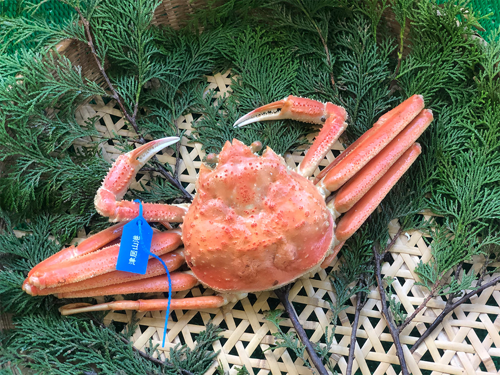 期間・数量限定 タグ付き 津居山産 松葉ガニ 1杯 / 茹で 700g～800g / 新鮮 松葉がに 松葉蟹 ズワイガニ ずわいがに かに カニ 蟹 ボイル 冷蔵 海鮮 お取り寄せ グルメ 兵庫県 豊岡市 津居山漁港 但馬漁業協同組合