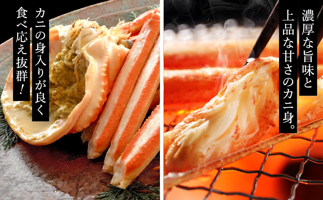 期間・数量限定 タグ付き 津居山産 松葉ガニ 1杯 / 茹で 900g～1kg / 新鮮 松葉がに 松葉蟹 ズワイガニ ずわいがに かに カニ 蟹 ボイル 冷蔵 海鮮 お取り寄せ グルメ 兵庫県 豊岡市 津居山漁港 但馬漁業協同組合