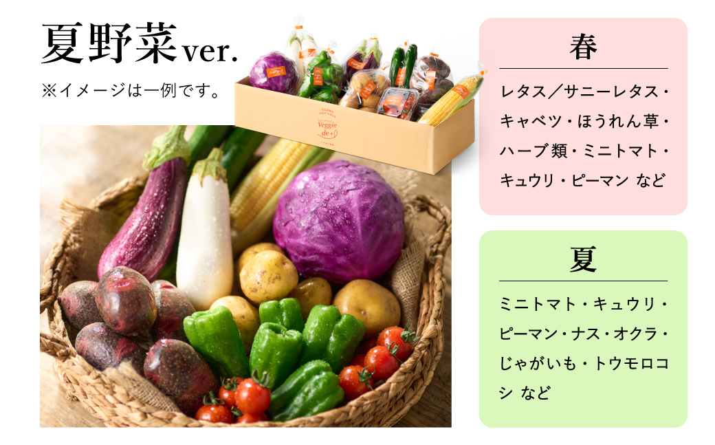 旬のお野菜を新鮮な状態でお届け！ベジプラ特選 旬の野菜セット / 野菜 詰め合わせ セット 野菜セット 新鮮 ギフト やさい 産地直送 苦みが少ない 甘みが強い【野菜例：キャベツ 白菜 ミニトマト レタス とろり葱 ほうれん草 など 】 【Veggie de ＋】